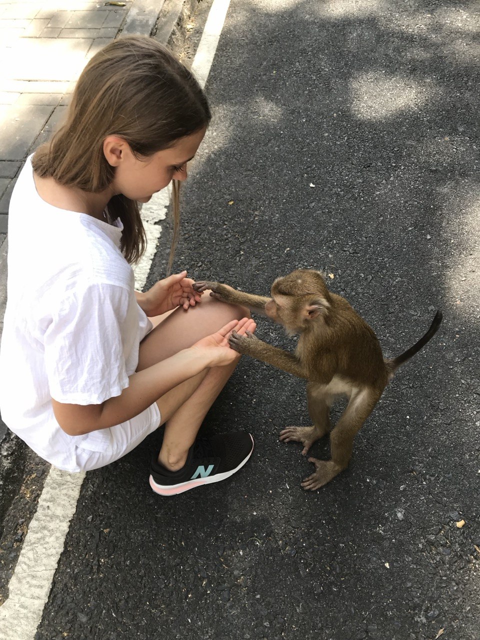 Monkey